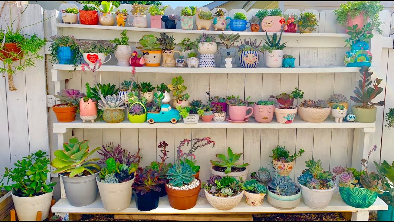 Repisas Para Suculentas Y Estante Para Cactus