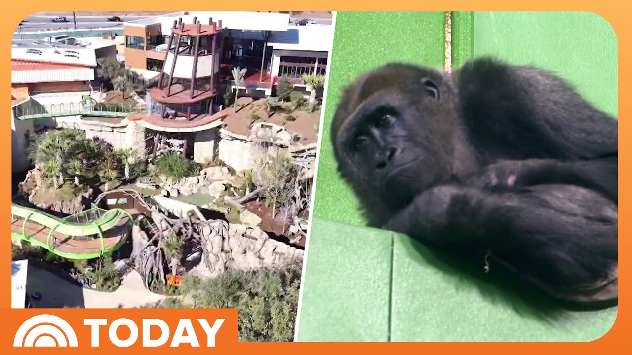Go Inside the New Gorilla Habitat at the San Antonio Zoo