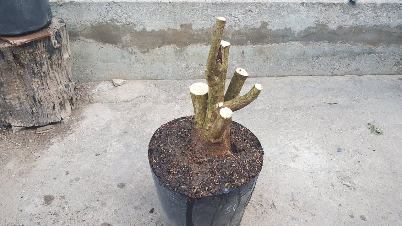 How to prune branches and roots before planting bonsai