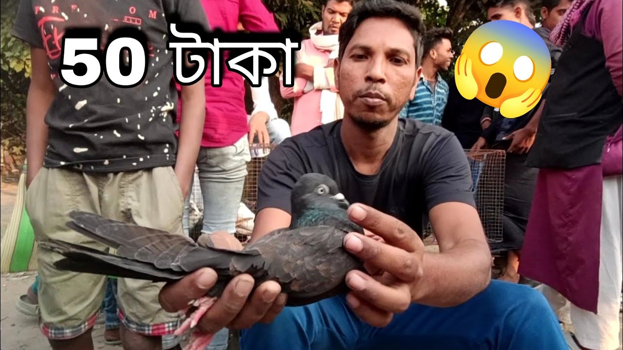 50 টাকা কবুতর 😱বেদবেরিয়া কবুতর হাট। kolkata kabutar market price 50