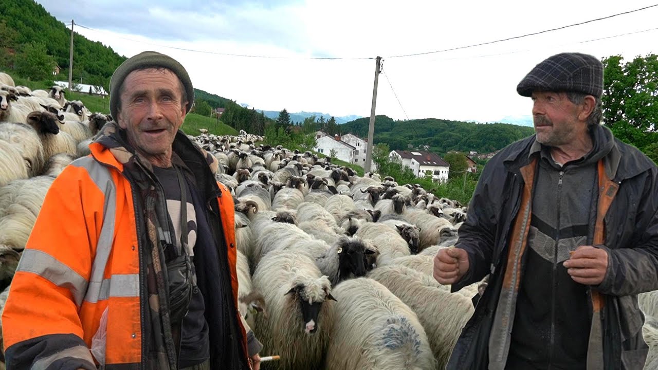 ZEDIN I ASIM  POVABILI  KUĆI  HILJADARKU