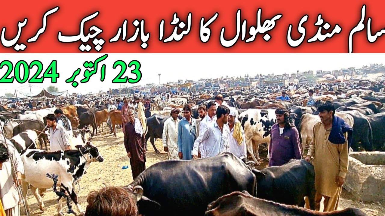 Salem Cow Mandi Bhalwal Sargodha | Australian Friesian Jersey Cow || Mandi Star