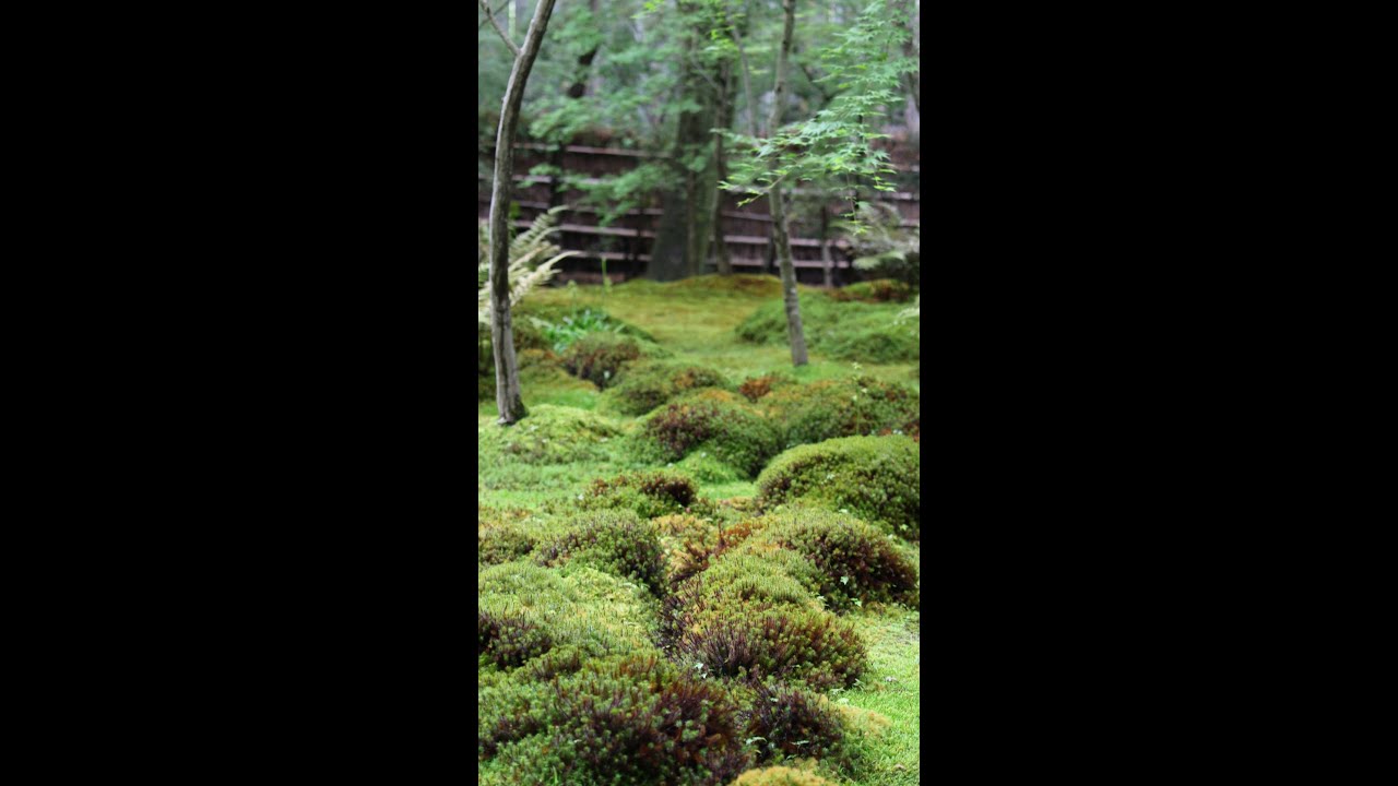 [Vertical 4k, Silent] Moss garden in Gioji Temple, Kyoto (Photo Slideshow)