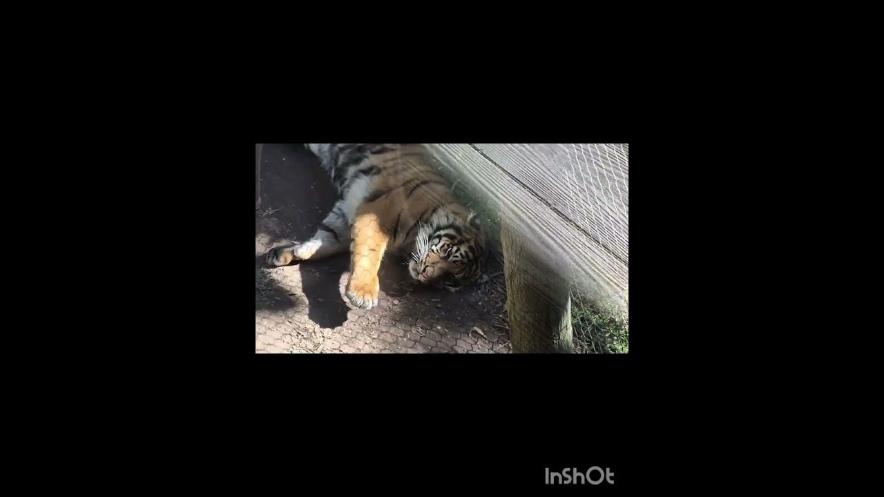 Zoo animal vlog