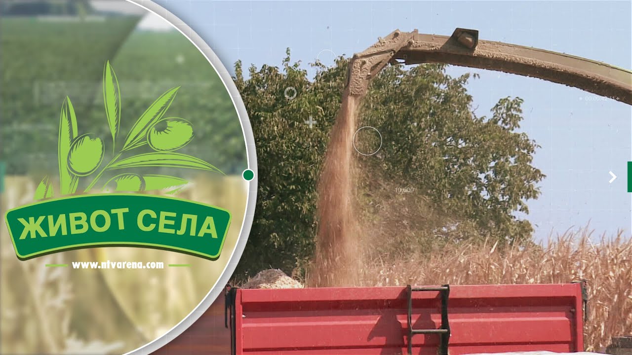 Farmeri već u julu siliraju kukuruz, raste briga za održivost farmi jer suša bere otkose lucerke