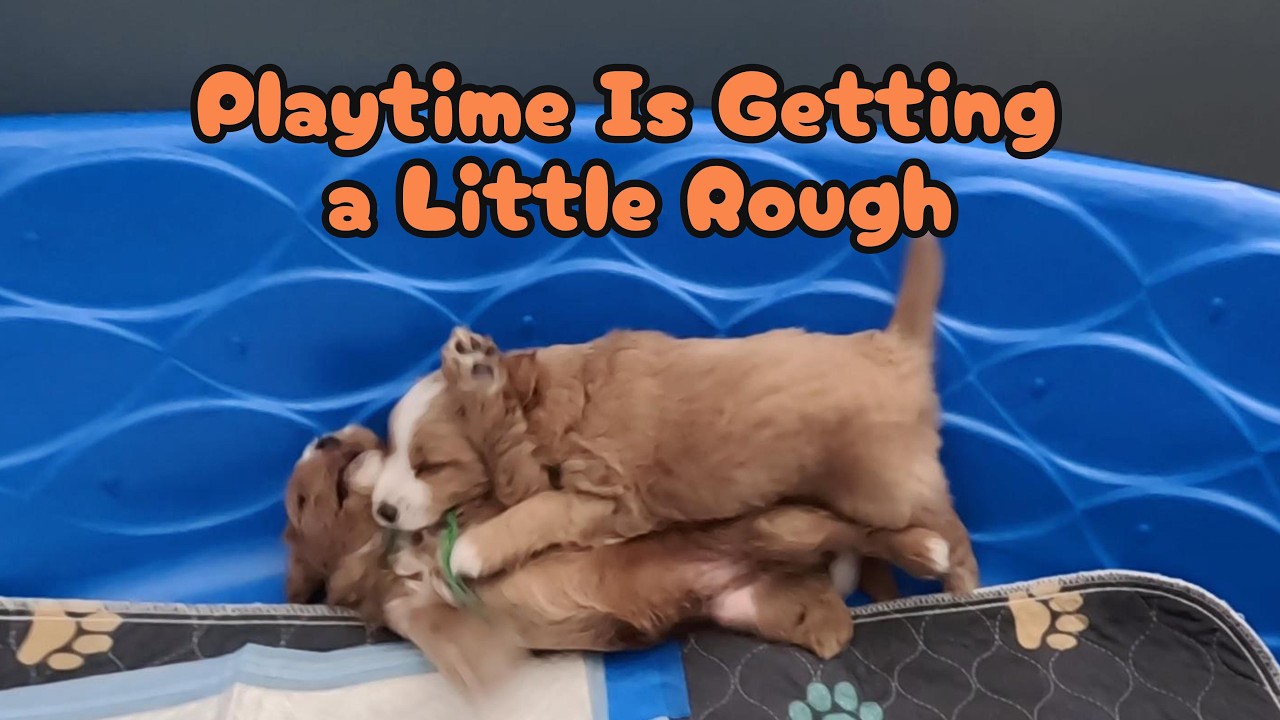 Growing bigger, playing rougher — puppies learning their limits | Puppy life | minigoldendoodle