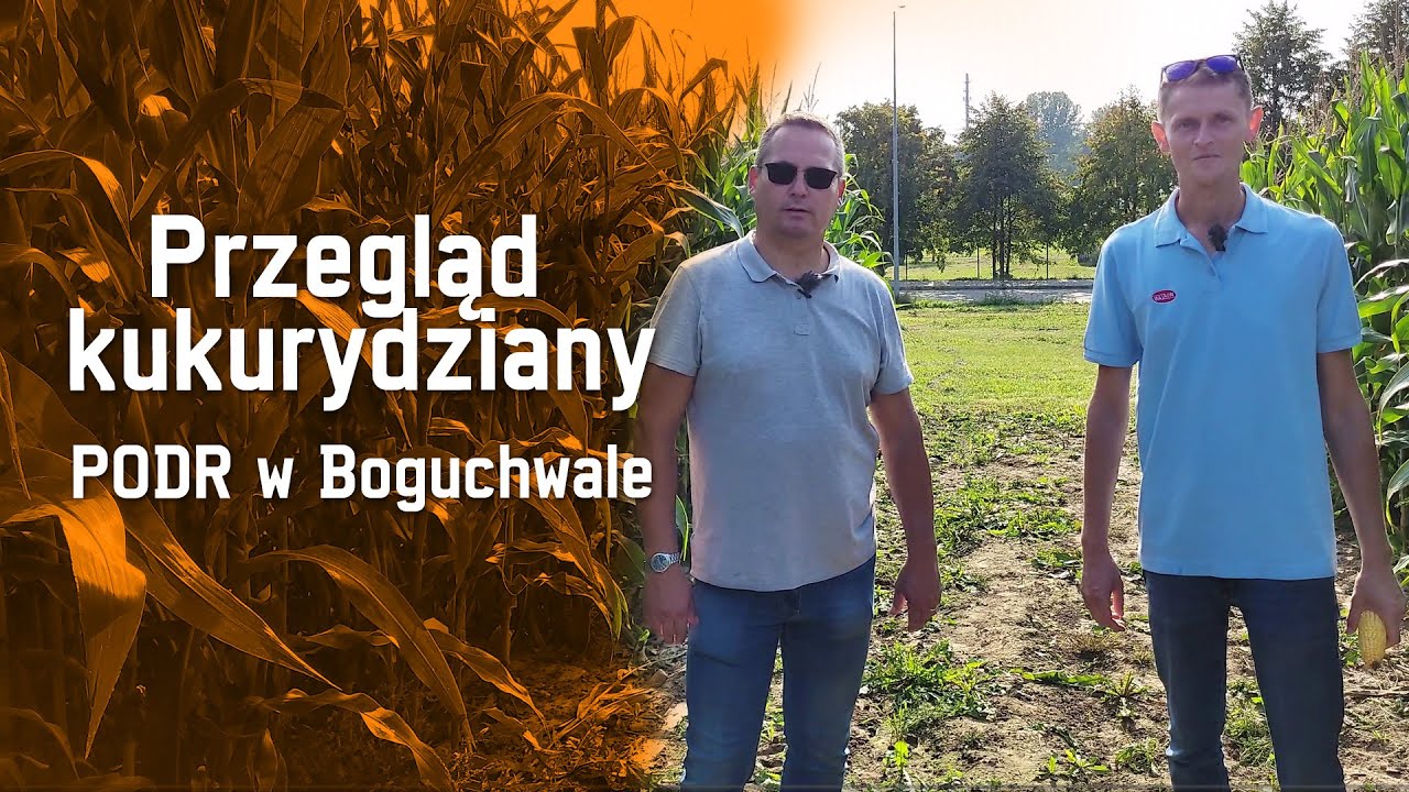 PRZEGLĄD KUKURYDZIANY 2023/2024