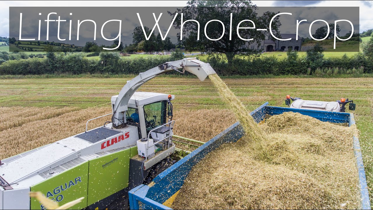 Lifting Whole Crop with old school header - 4K
