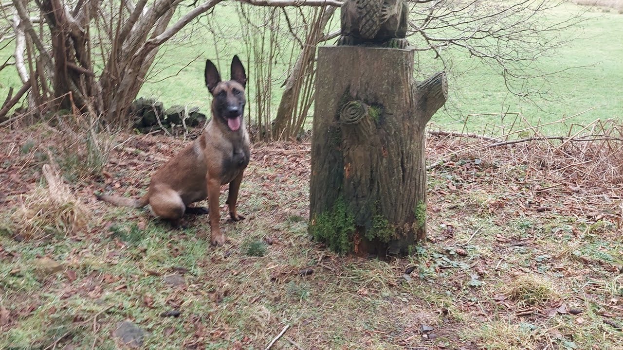 Xena the Belgian malinois dog walk 
