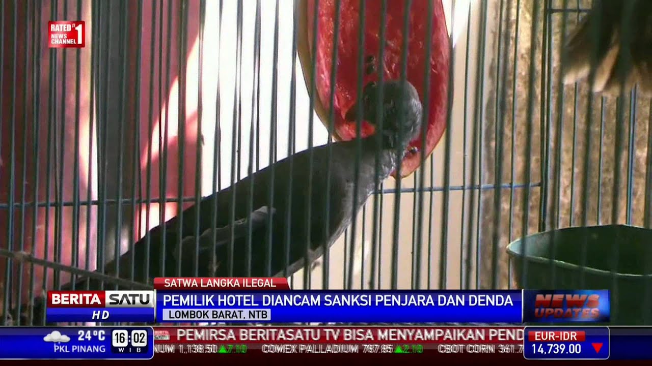 BKSDA NTB Sita Puluhan Satwa Langka dari Sebuah Hotel