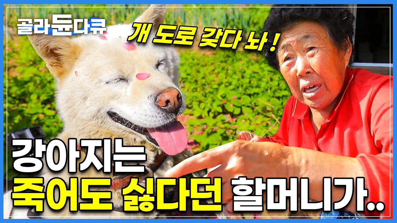 강아지는 싫다던 할머니 막상 키워보시더니..│10년째 매일같이 백구랑 싸우는 할매│아내보다 개가 좋다는 할아버지│순둥이 시고르자브종│한국기행│#골라듄다큐