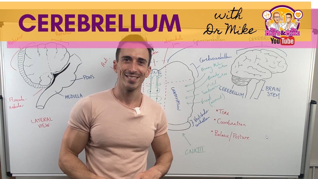 The Cerebellum