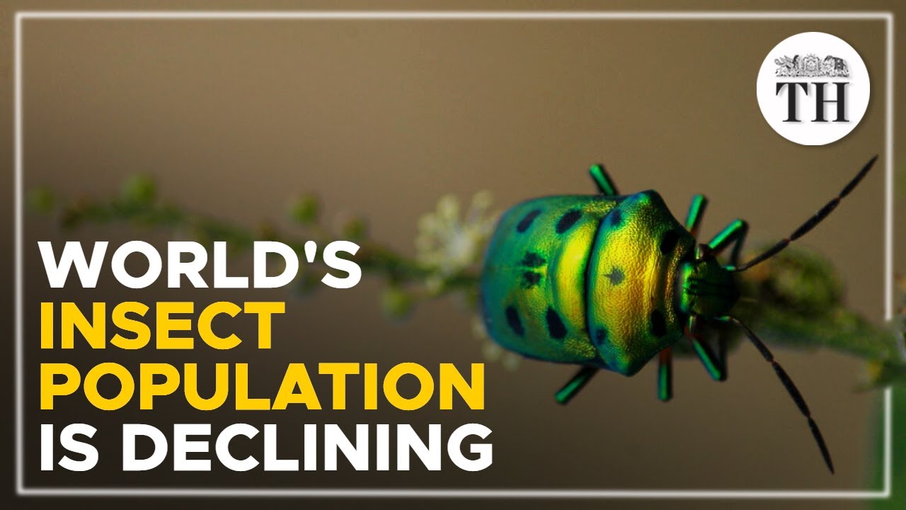 The world’s insect population is declining