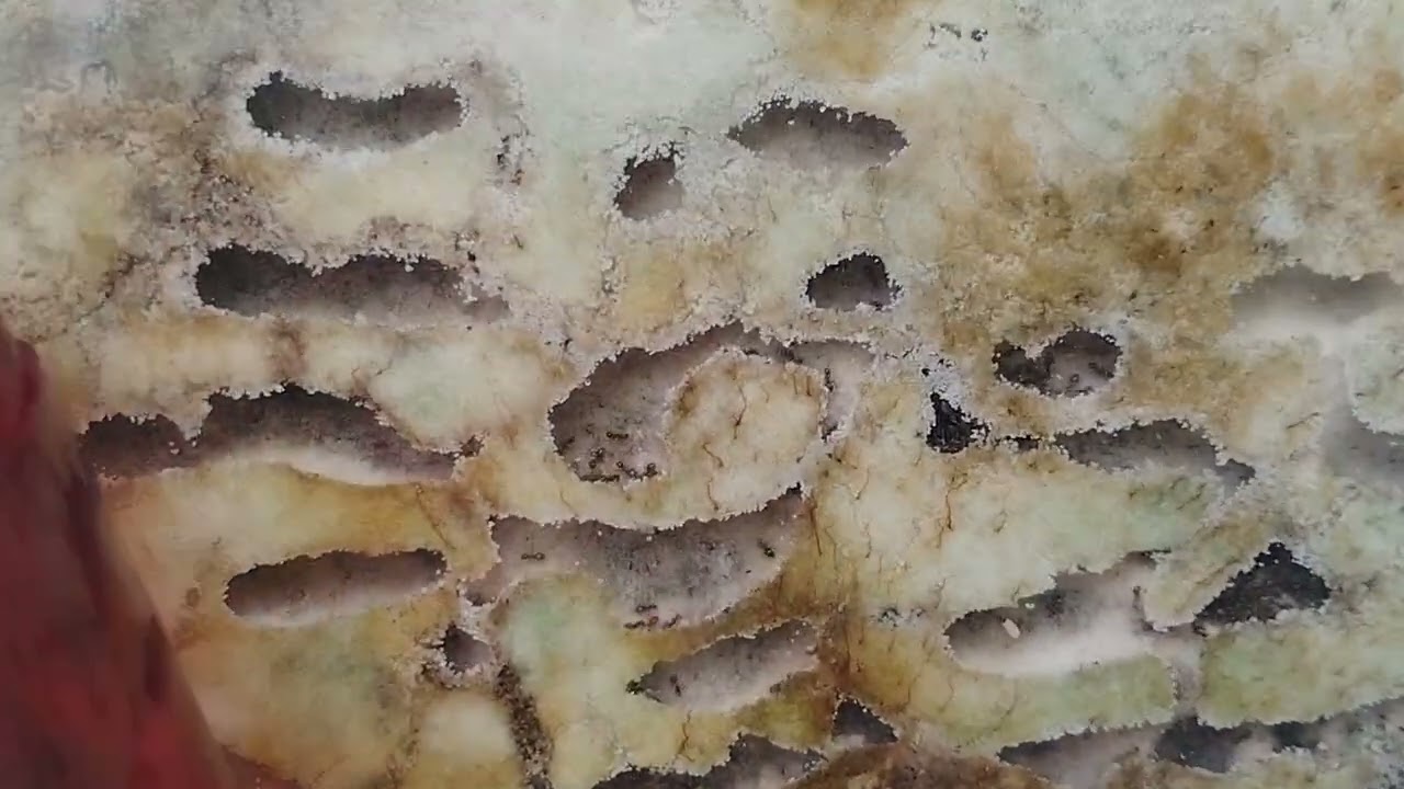 Lasius niger neues Setup, Fütterung, Ameisen