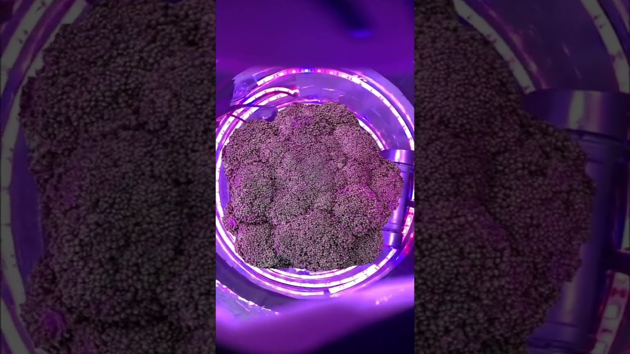SpaceBucket para cultivo indoor discreto