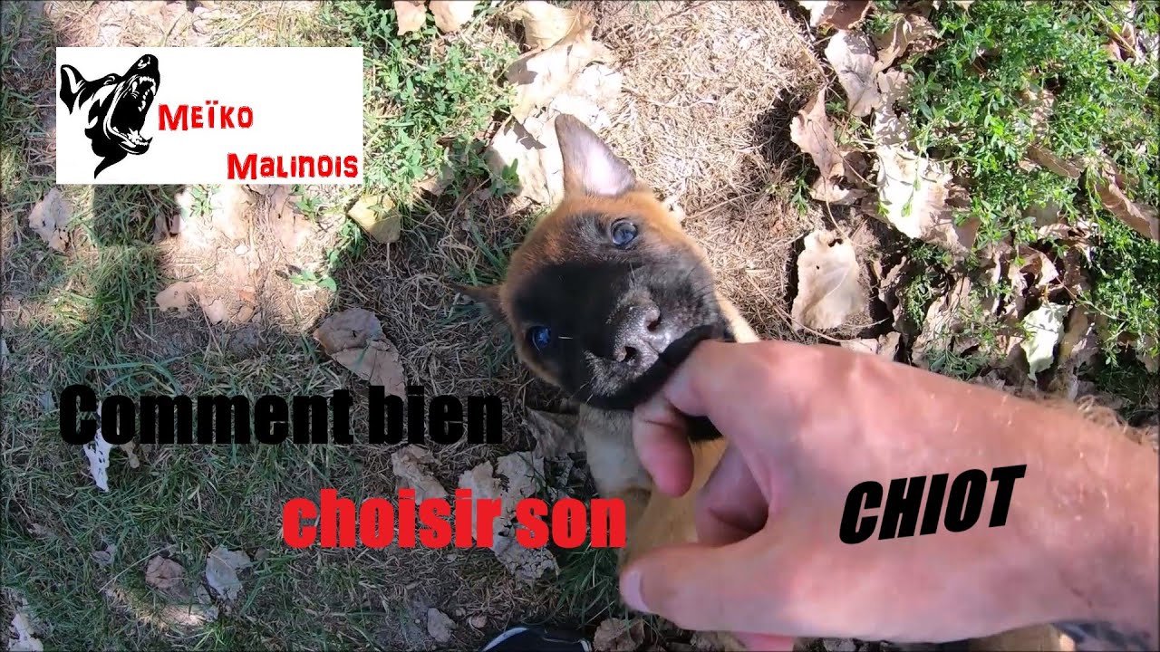Comment bien choisir son chiot