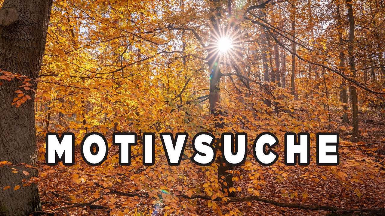 Spätherbst im Berliner Grunewald