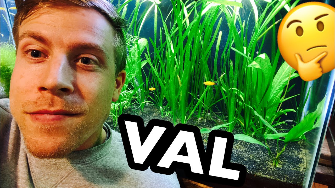 Jungle Val Plant Care & Growth Tips
