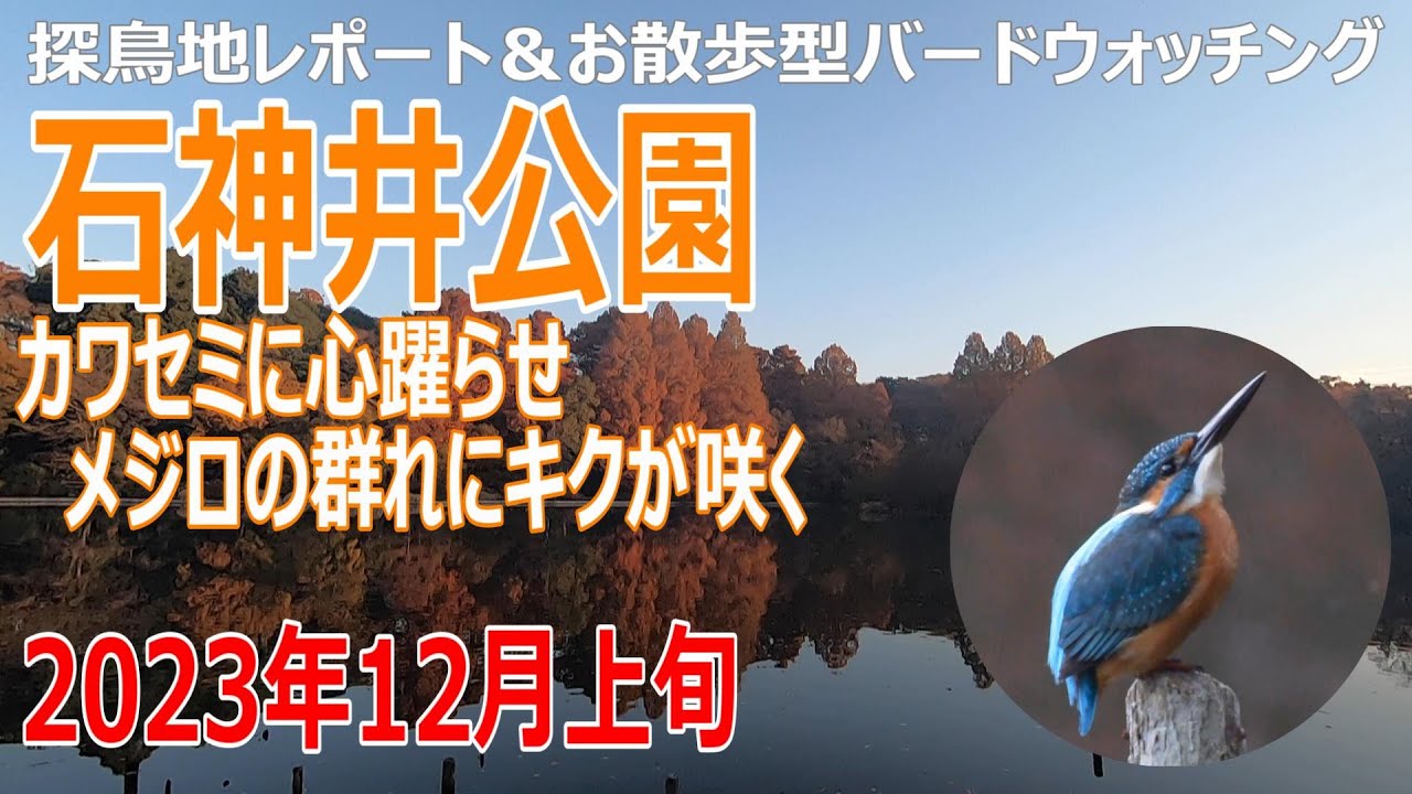 石神井公園(東京都)の探鳥地レポートです　カワセミに心躍らせ、メジロの群れにキクが咲く　2023年12月上旬