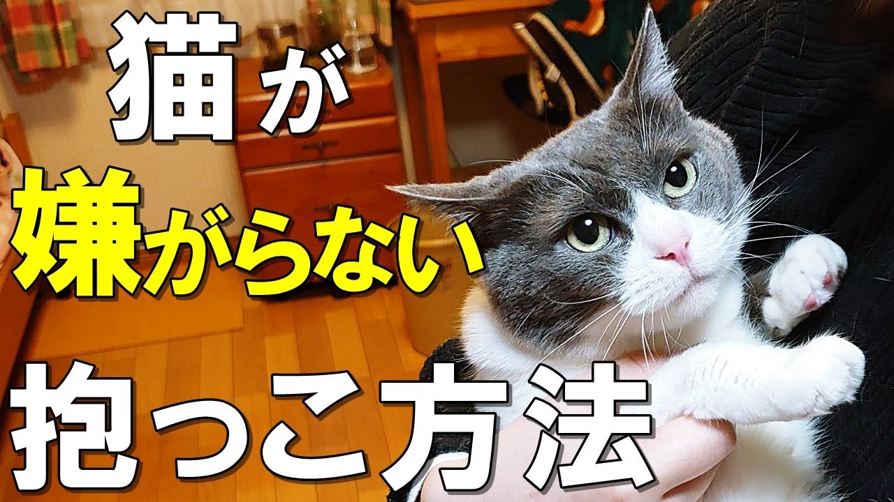 【保護猫】あなたもできる！抱っこ嫌いな猫を抱っこする方法