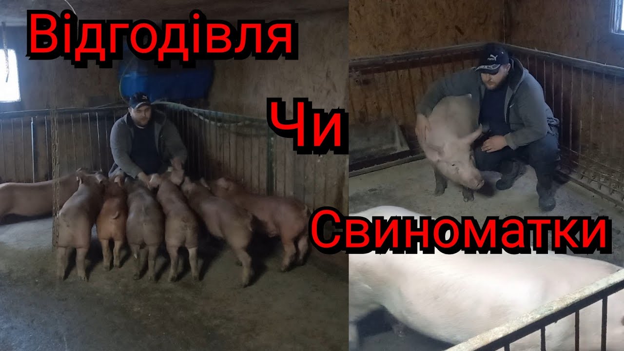 З чого начать Свиноводство❓️ Мінімум затрат- максімум доход❗️
