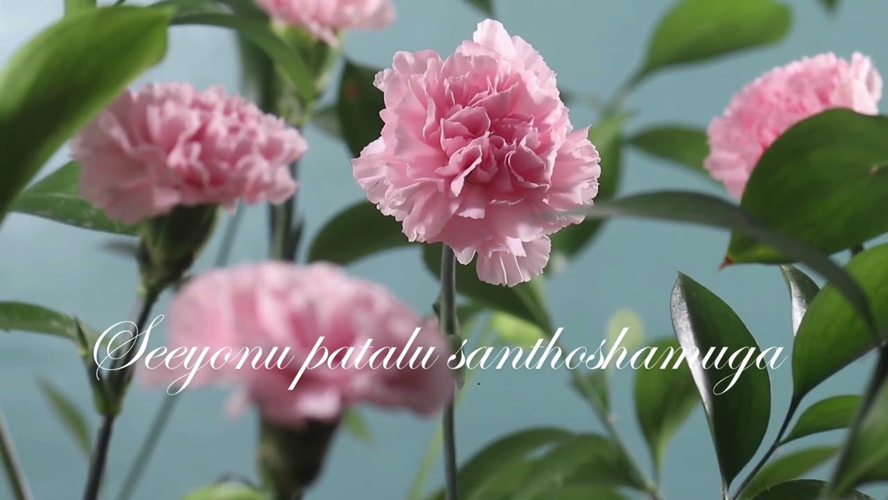 SEEYONU PATALU SANTHOSHAMUGA song