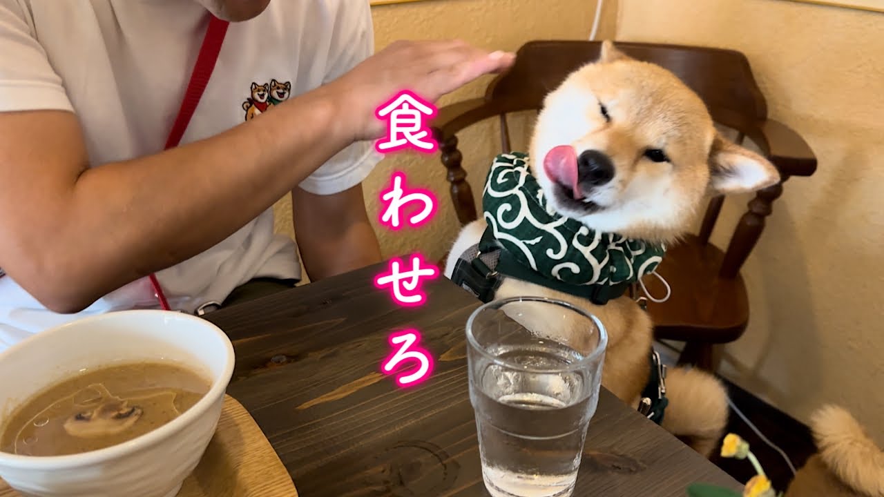 おいしいラーメンを食べに行ったら我慢できない柴犬が可愛すぎました