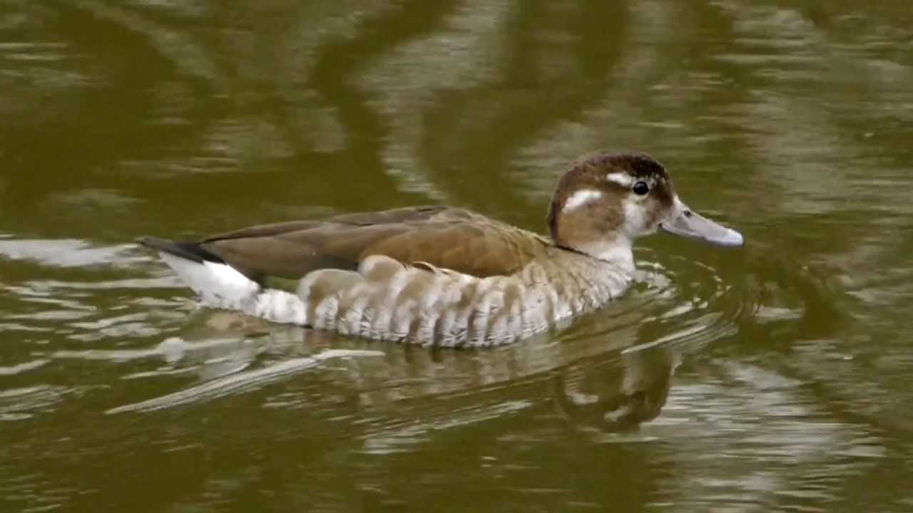 Ringed Teal Call #birds #birdsounds