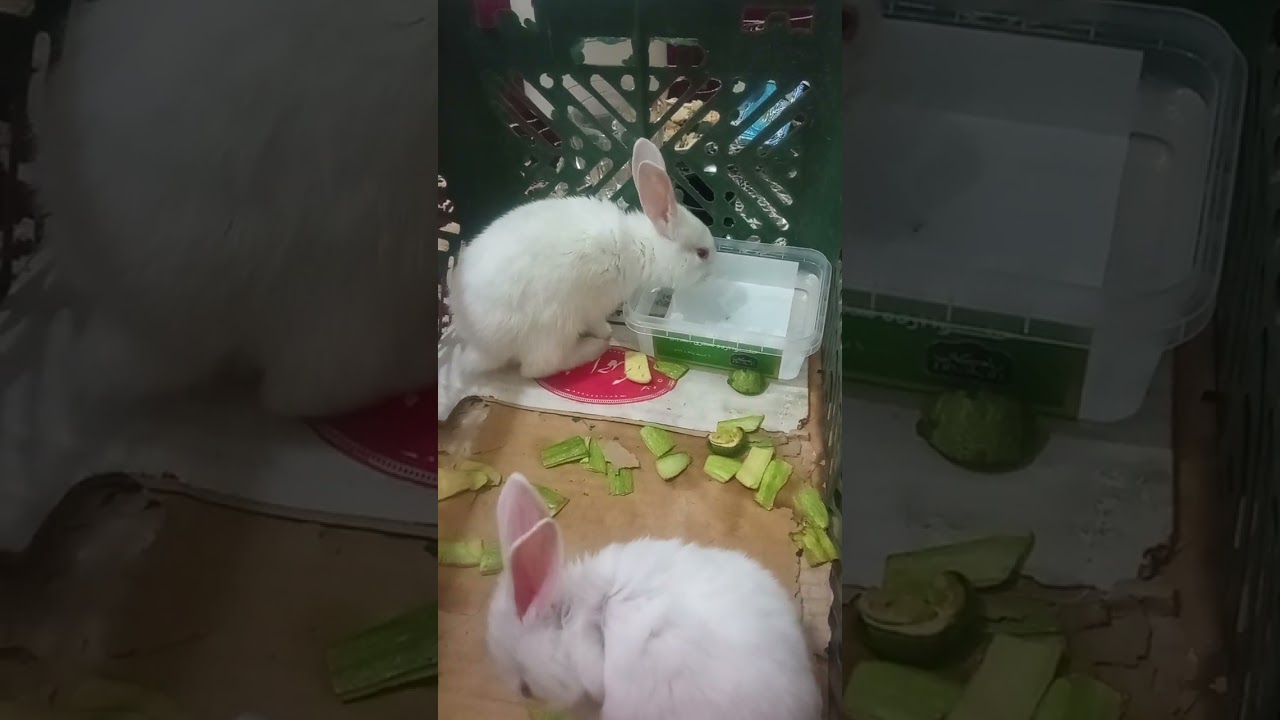 ۹ فوریهٔ ۲۰۲۶