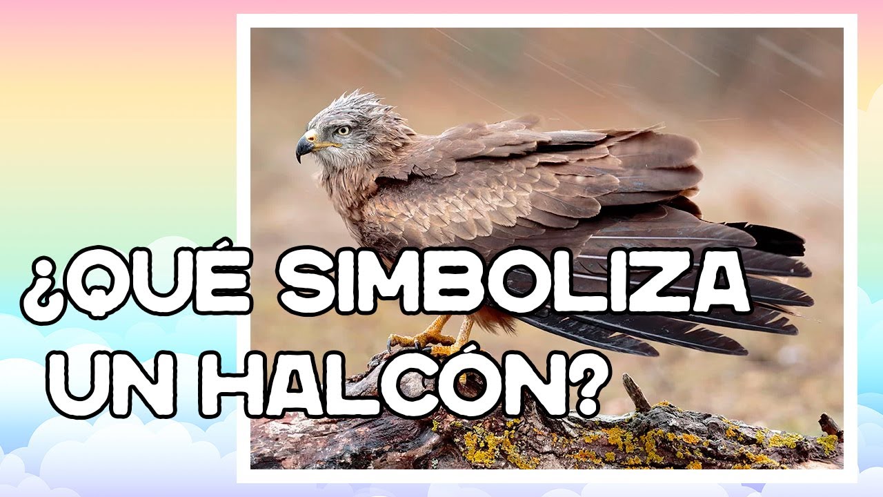¿Qué SIMBOLIZA un HALCÓN? Significado y simbolismo del halcón