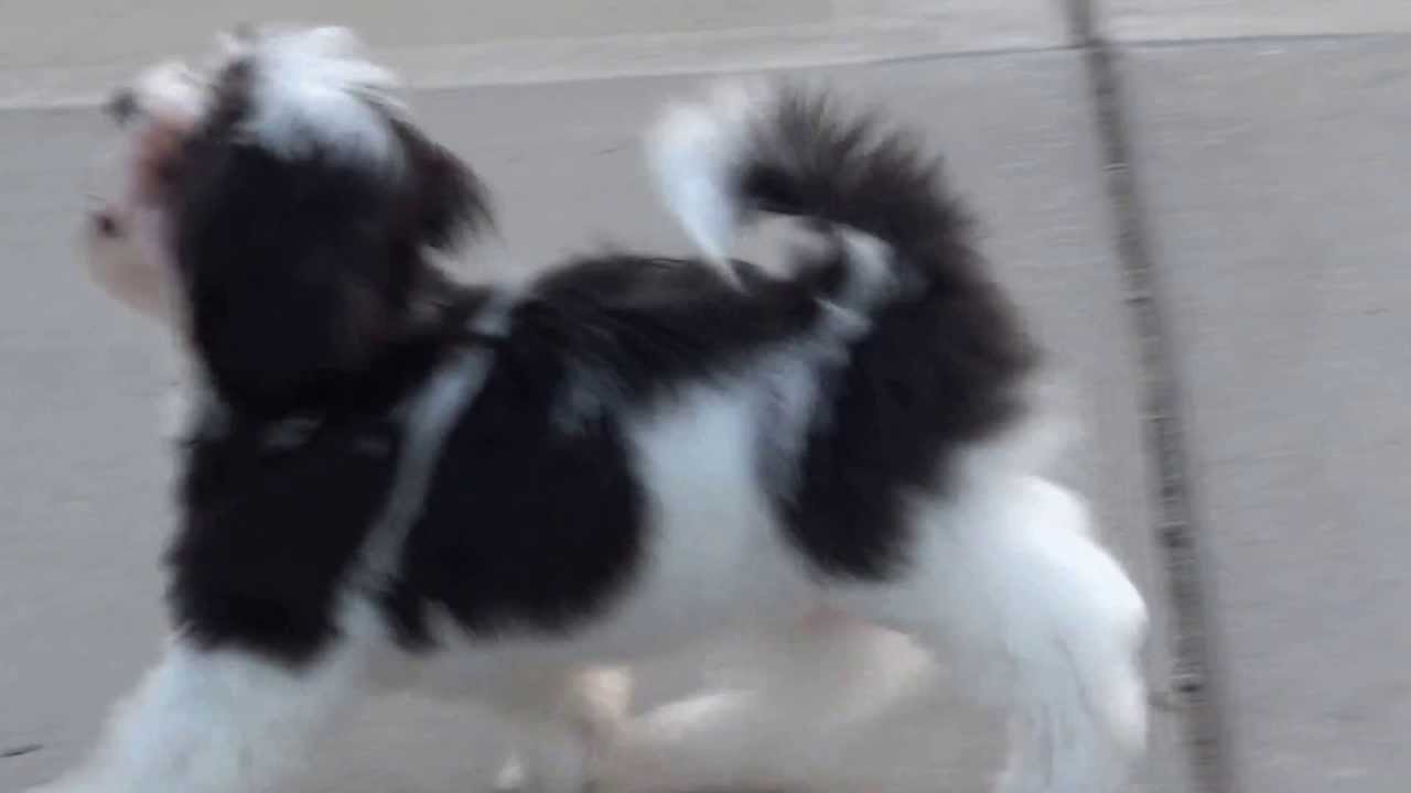 Angelheart Havanese - 