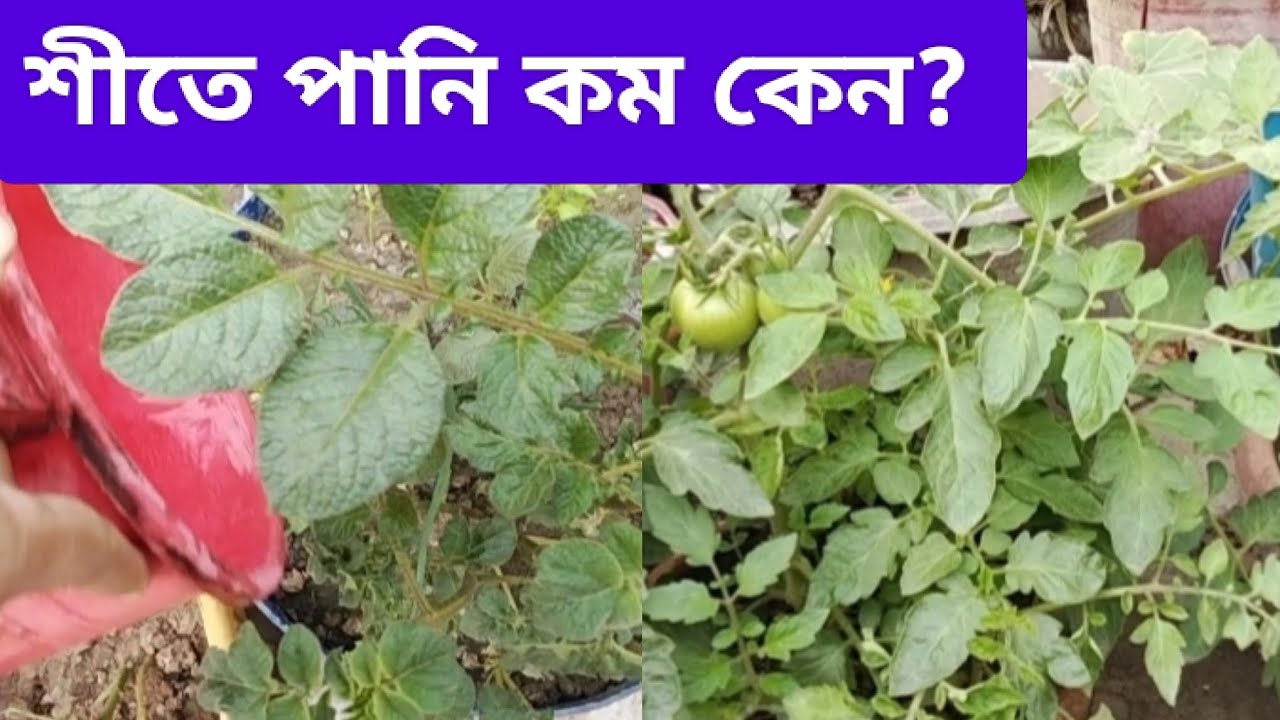 শীতে গাছ বাঁচাতে বেশি পানি নয়।সঠিক পানি দেওয়ার নিয়ম। #শীতকালীন ছাদবাগান#শীতকালে গাছে পানি#gardening 