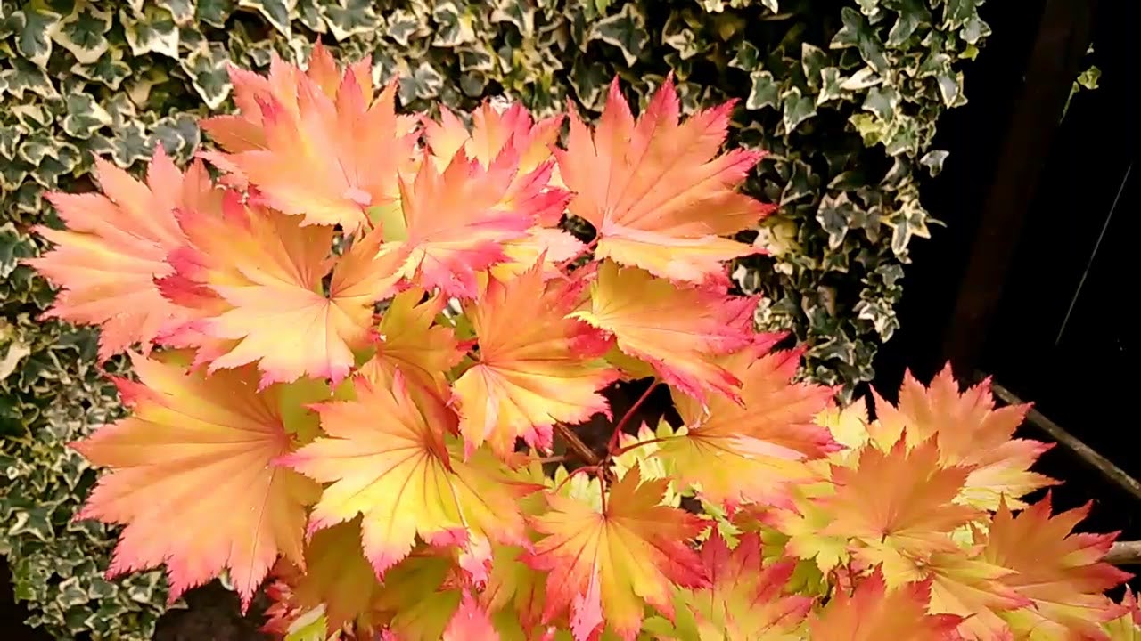 Acer Shirasawanum Aureum, Autumn Moon And Moonrise Comparison Japanese Maples - 22nd August 2017