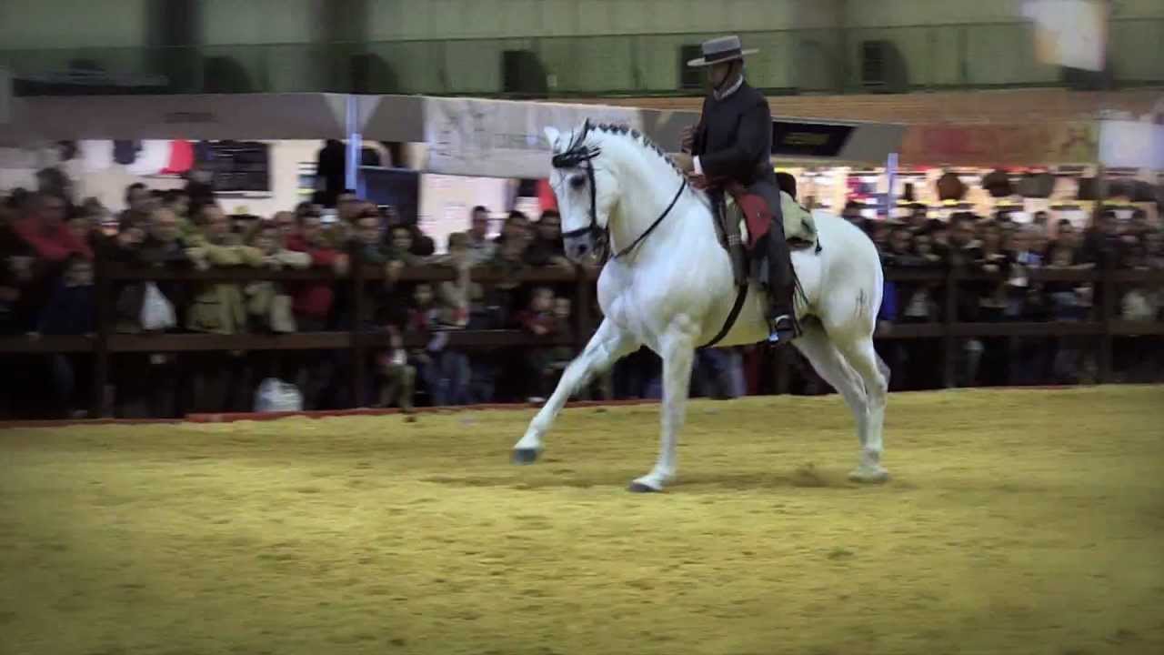 SICAB 2011: Purebred Spanish Horse Championships