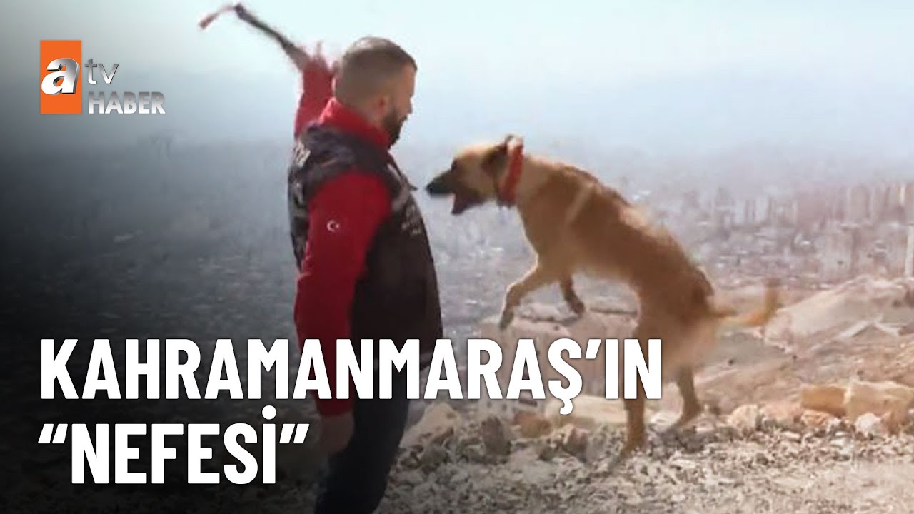 Arama kurtarma köpeği 'Nefes' oldu - atv Haber 22 Şubat 2023