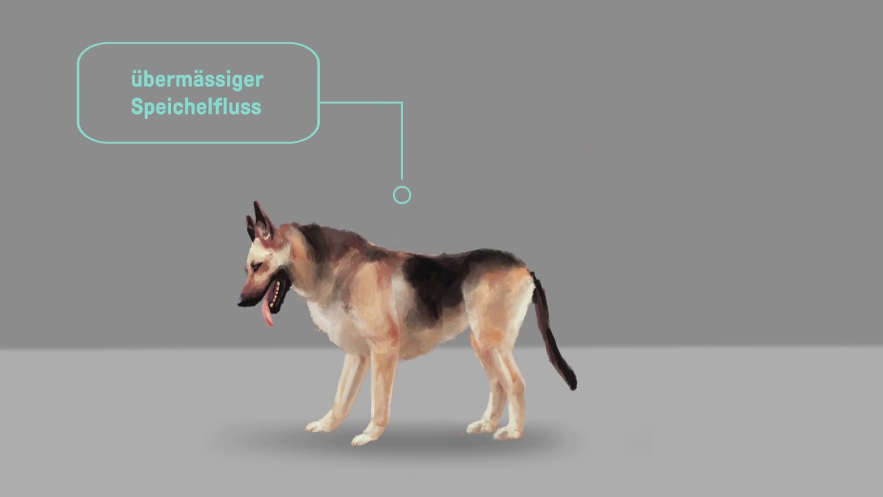 Magendrehung bei Hunden
