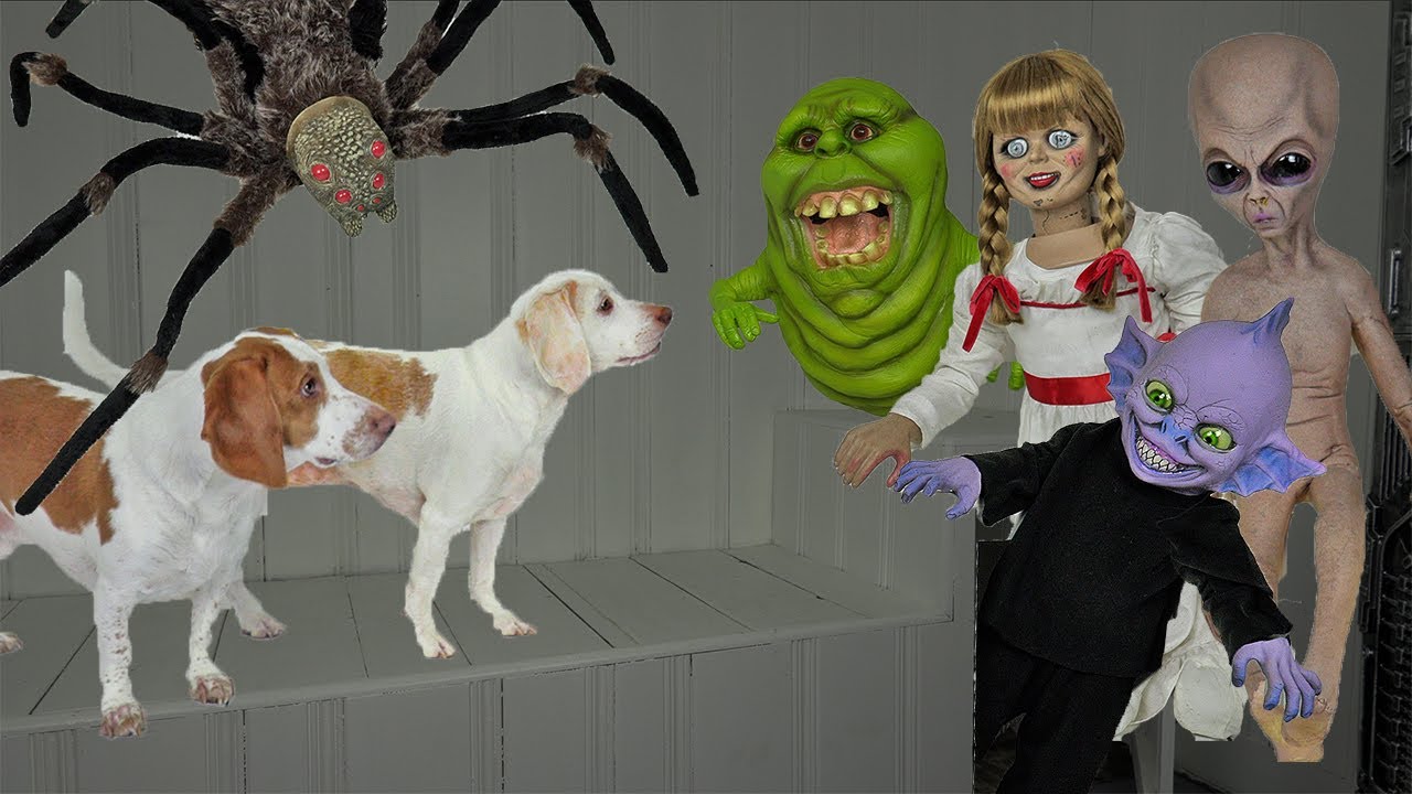 Dogs vs Haunted House that Comes Alive! Funny Dogs Maymo & Potpie See Ghosts Come Alive on Halloween