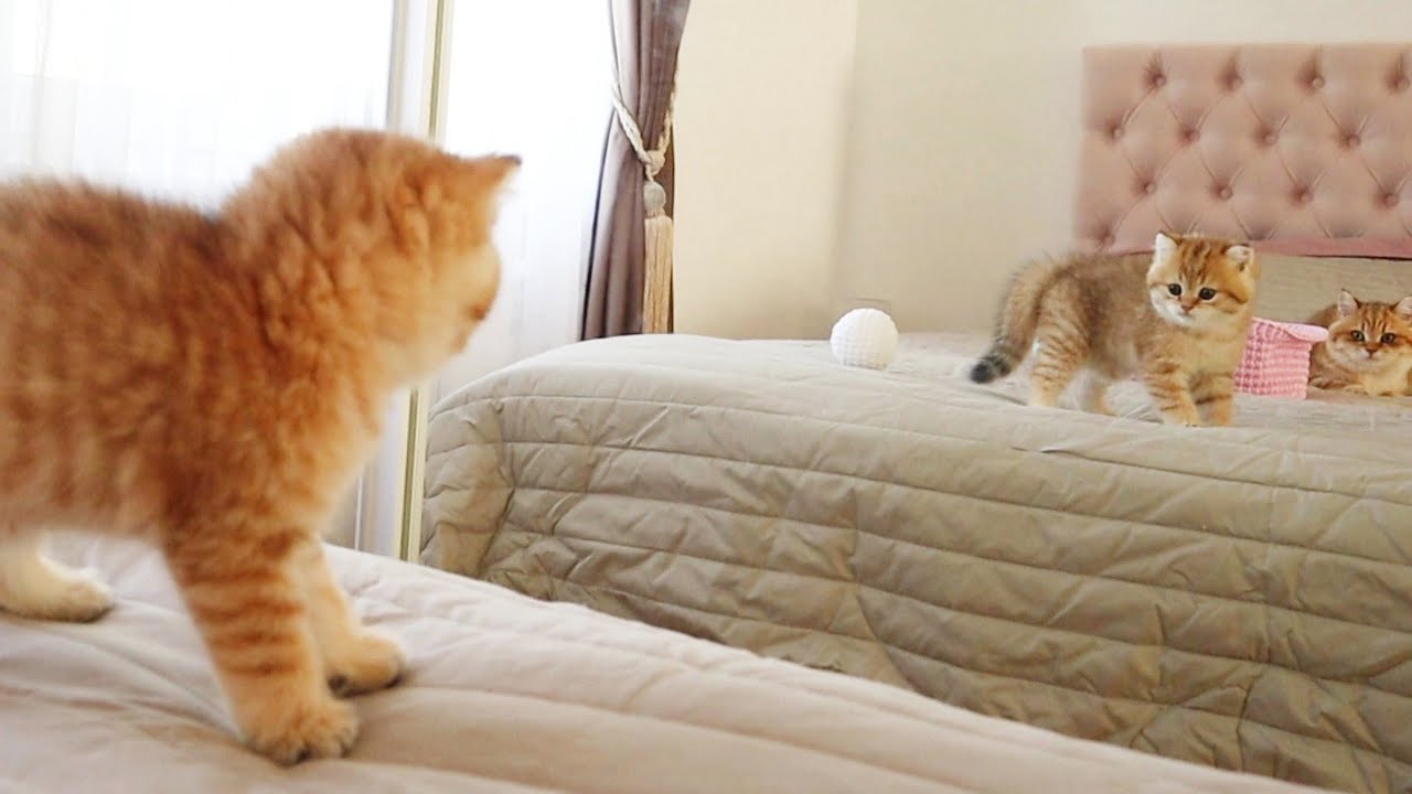 Котенок увидел свое отражение в зеркале 😳😁