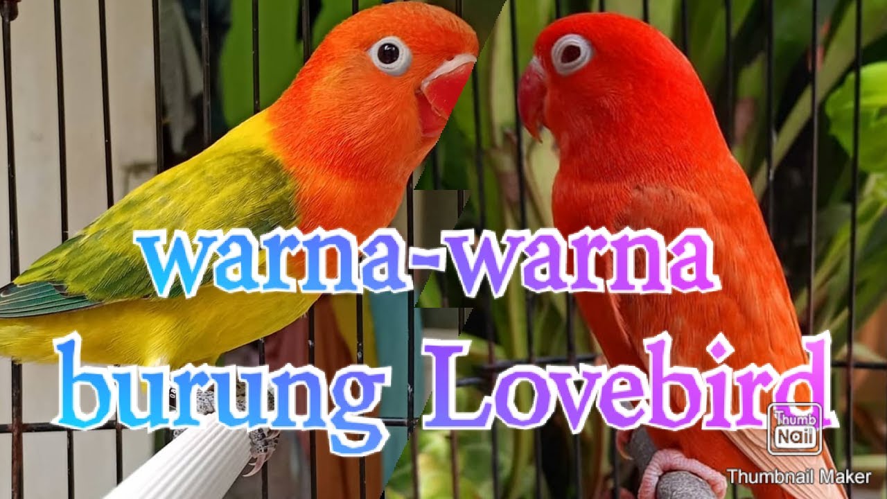 Mengenal warna-warna LOVEBIRD Beserta Namanya | Lengkap || #part2 #Hakikuk project