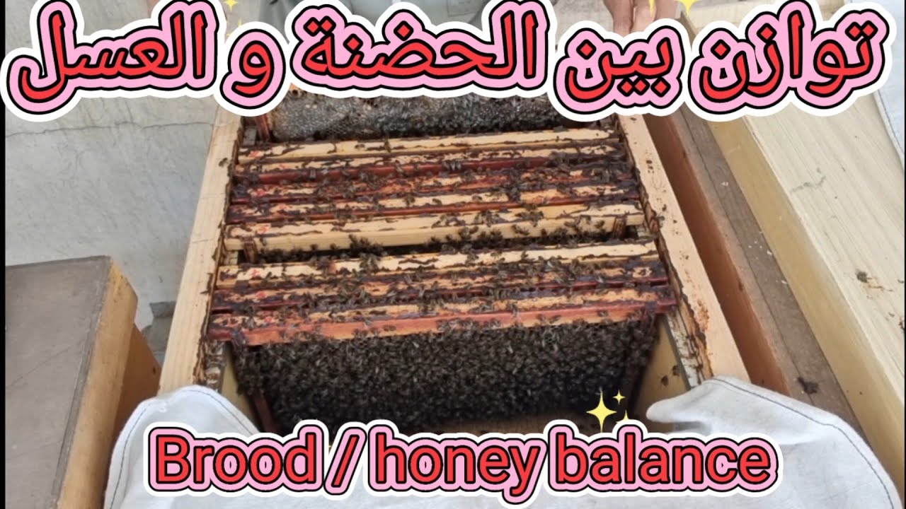 توازن بين الحضنة و العسل . فرز الخلايا آخركل موسم بدون مساعدة.