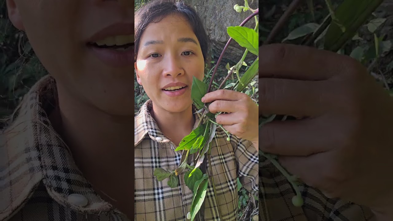 Đi rừng lấy củ đao