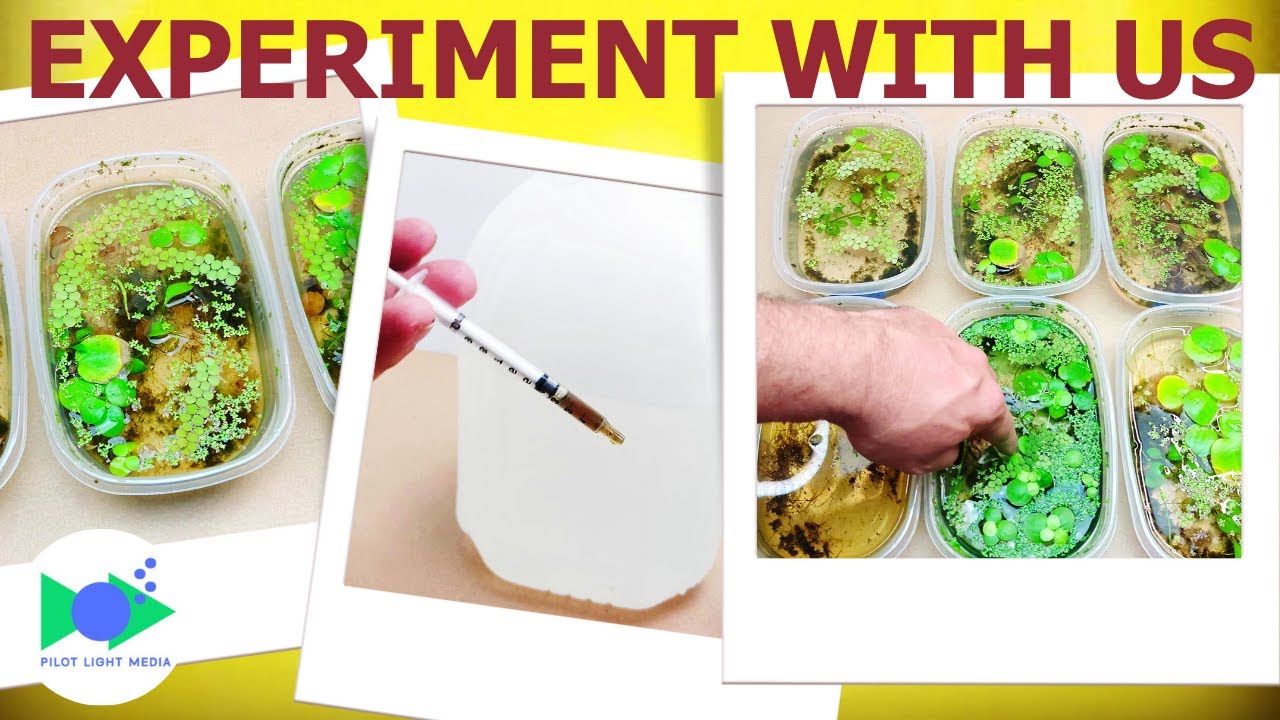 DOES LIQUID FERTILIZER WORK? - We Test Four Fertilizers vs Plain Water Over 90 Days
