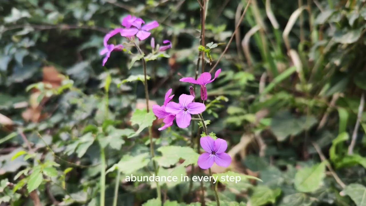 🌿🎶 **New Song Alert: 'Wild Harvest' by Joe Troubadour** 🍒🎸