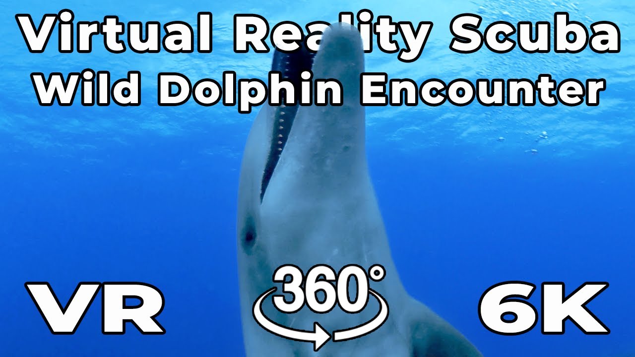 Amazing DOLPHIN ENCOUNTER in VR! Swim with Wild Dolphins in Stunning 360&deg; 6K Virtual Reality ! 🐬🌊
