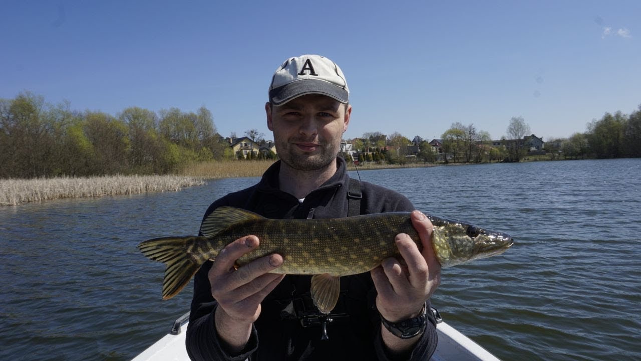 Воблеры Pontoon 21: Crackjack и Greedy Guts при ловле щуки. Озеро Осовское.