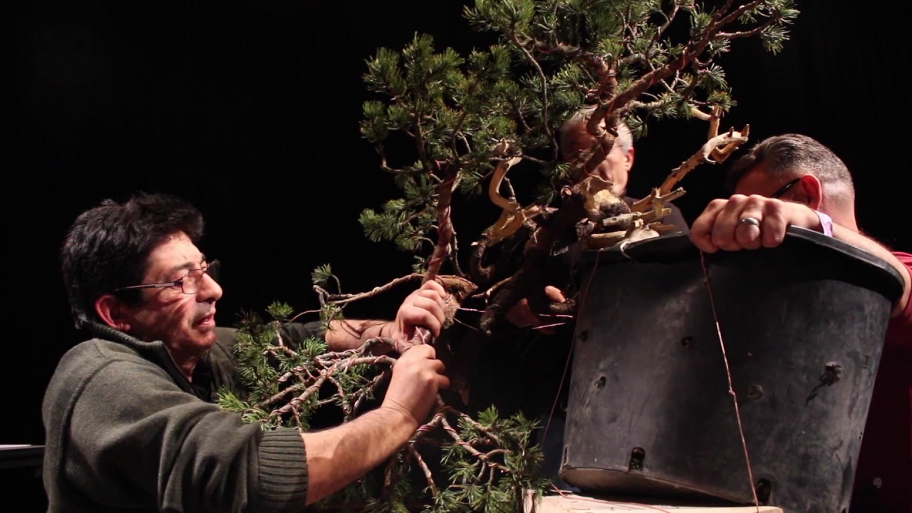 Bonsai demo by Salvatore Liporace