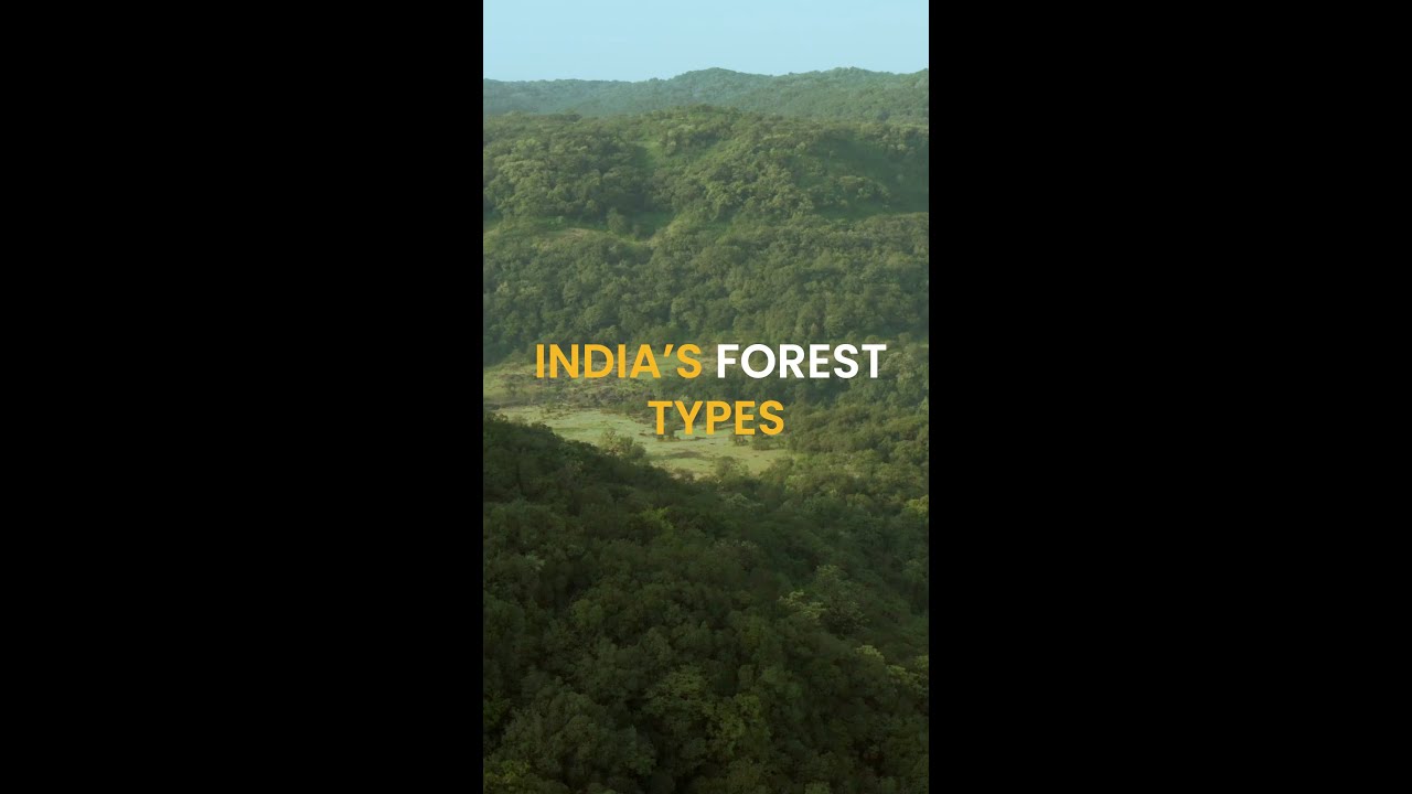 Woods that Shape Climate and Culture