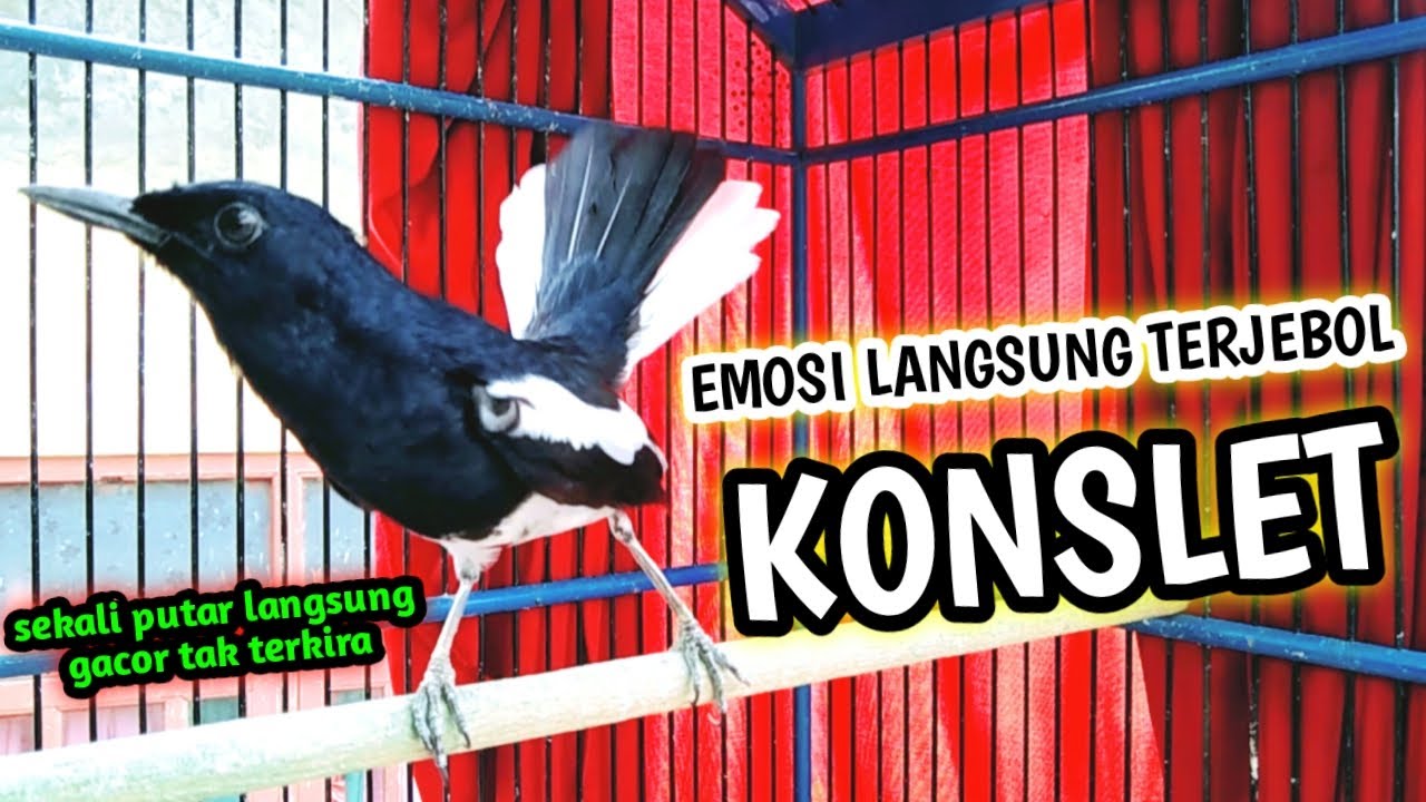 EMOSI LANGSUNG TERJEBOL KONSLET KACER AUTO GACOR !! PANCINGAN KACER GACOR  AMPUH PUTAR SAJA INI