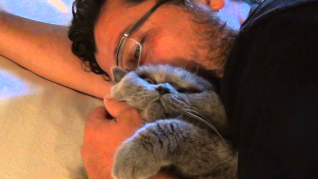 British blue shorthair cuddles