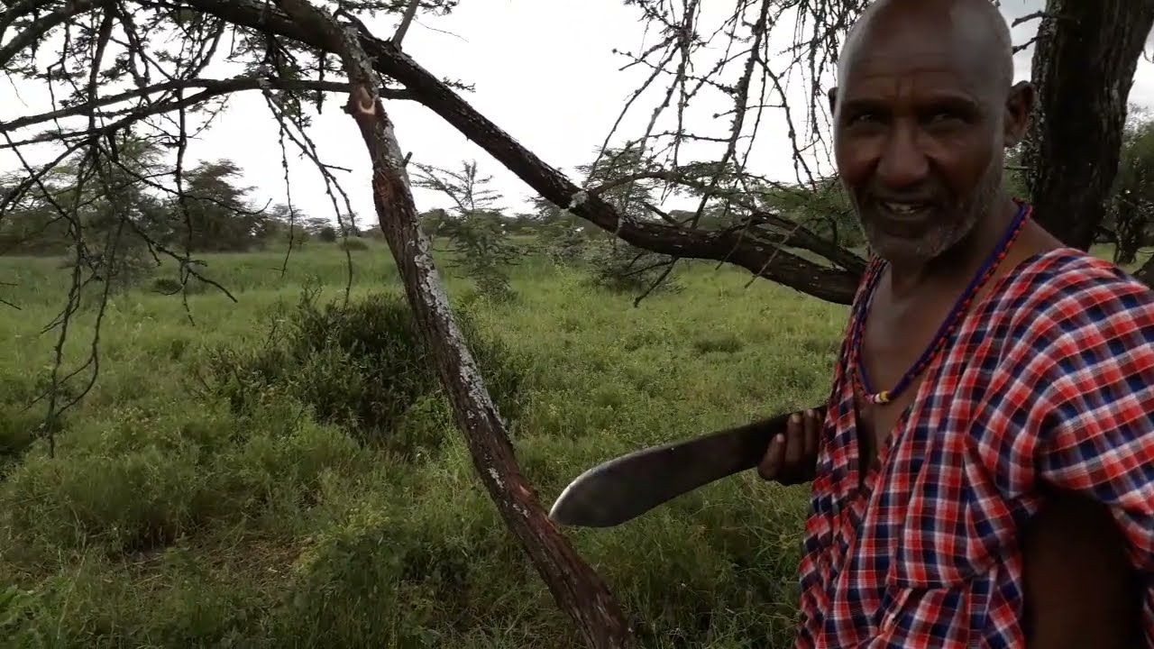 Maasai trees: Olkiloriti (acacia nilotica) - medicine etc.